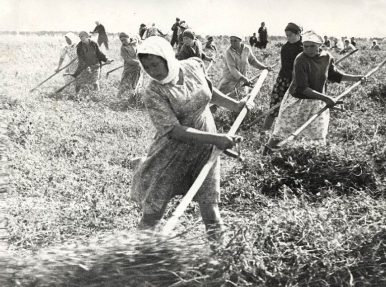 Сенокос, 1941-1945 гг.