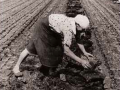 Прополка кок-сагыза, 1941-1945 гг.