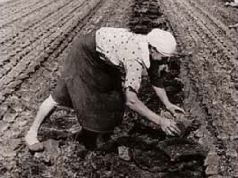 Прополка кок-сагыза, 1941-1945 гг.