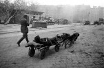 День фронтовой собаки